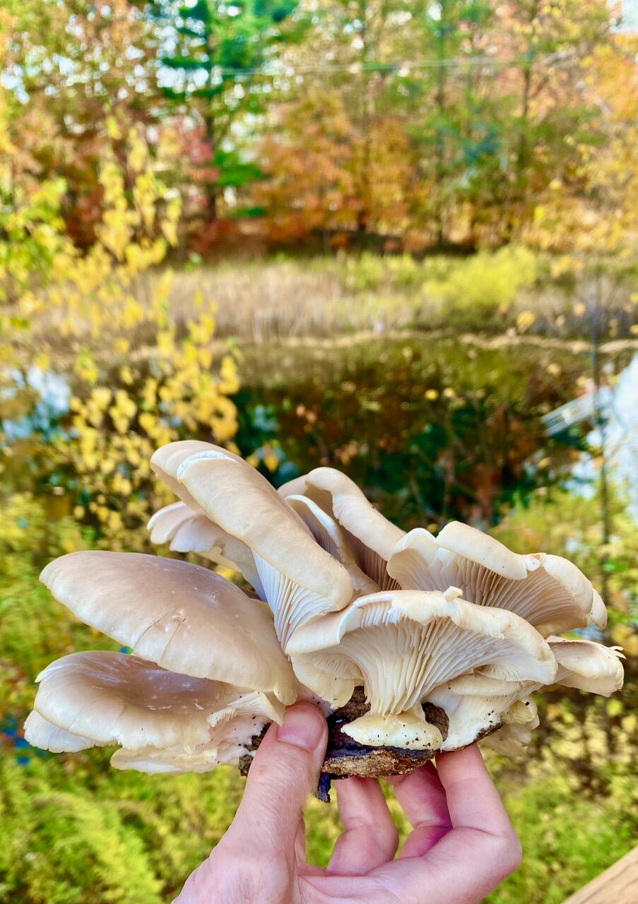 334 Johnson Road Auburn, ME 04210 - Photo 49 of 77 334 Johnson Rd Auburn ME 04210 - 47