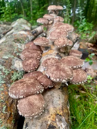 $950,000 | 334 Johnson Road, Auburn, ME 04210