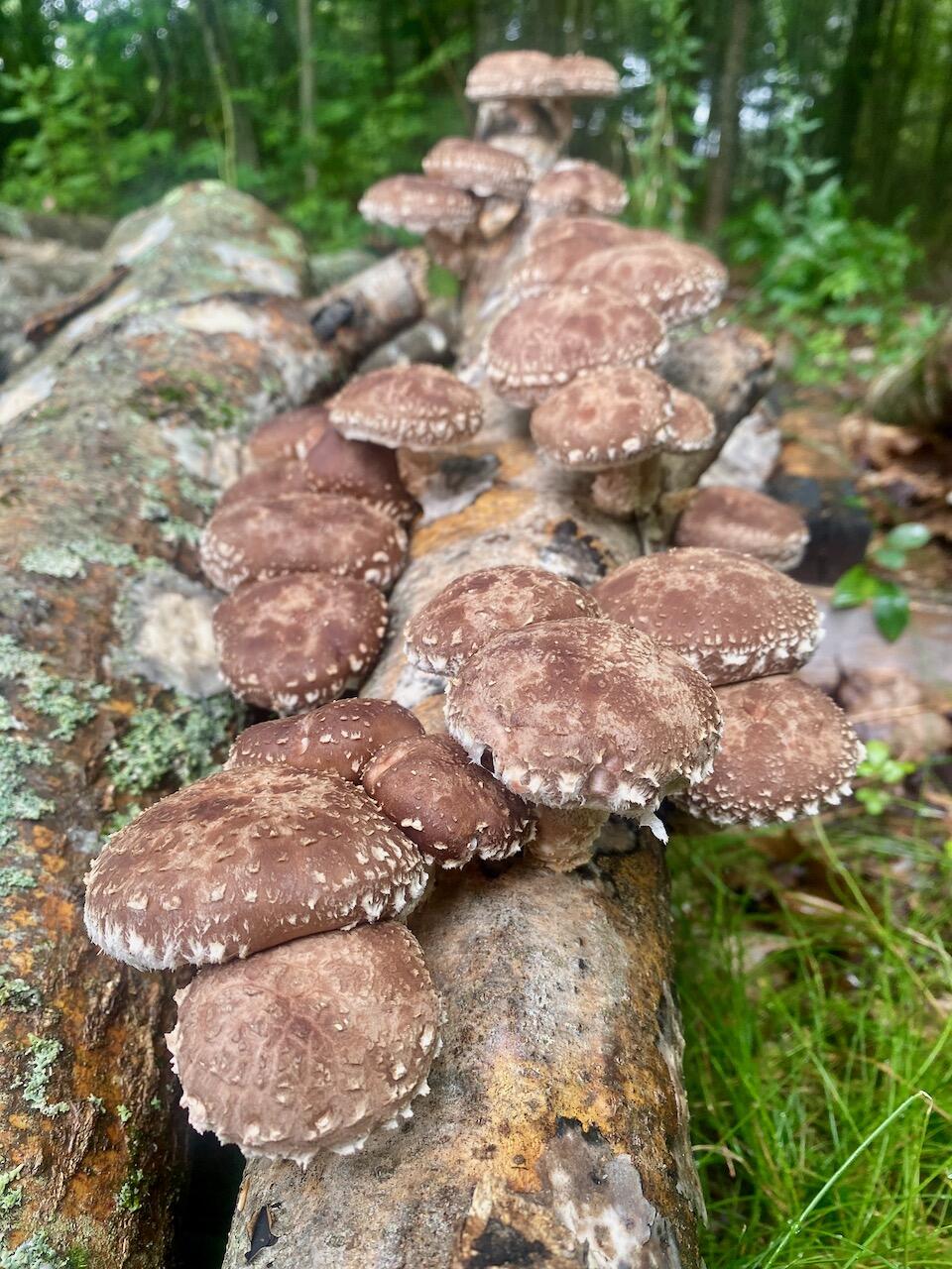 334 Johnson Road Auburn, ME 04210 - Photo 50 of 77 IMG_6075