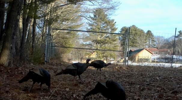 334 Johnson Road Auburn, ME 04210 - Photo 58 of 77 turkey