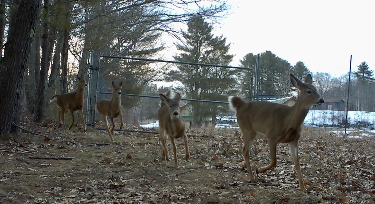 334 Johnson Road Auburn, ME 04210 - Photo 59 of 77 deer