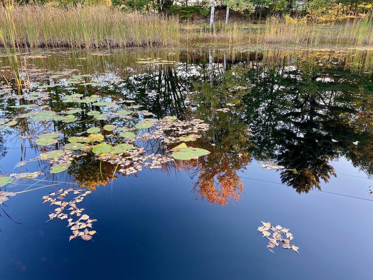 334 Johnson Road Auburn, ME 04210 - Photo 6 of 77 lily pads