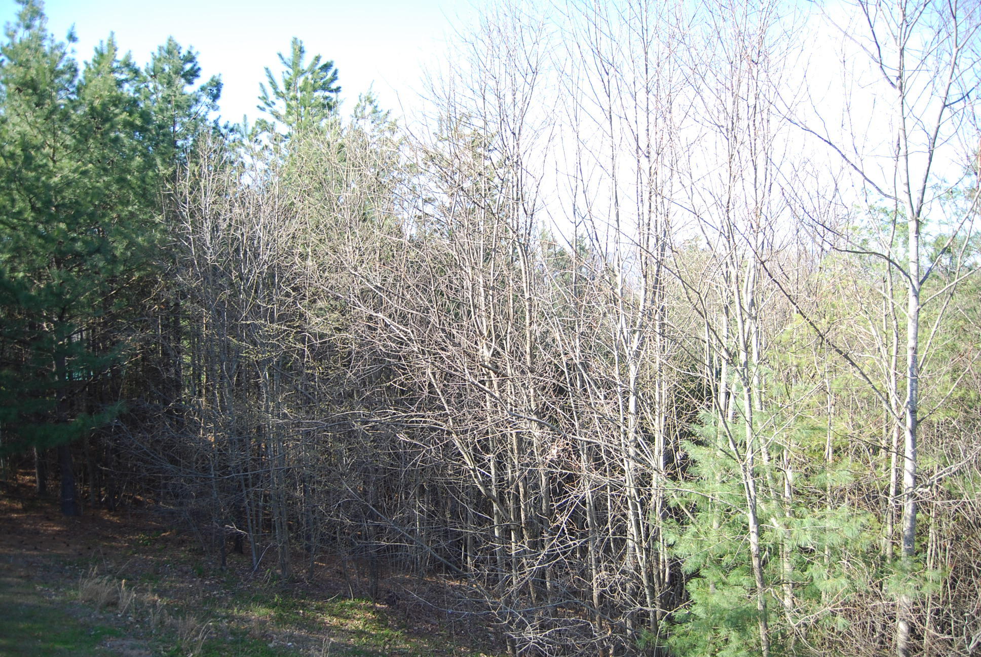 736 Holland Road Callaway, VA 24067 - Photo 40 of 45 a view of a yard with large trees