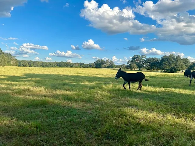 a swimming pool with wooden fence