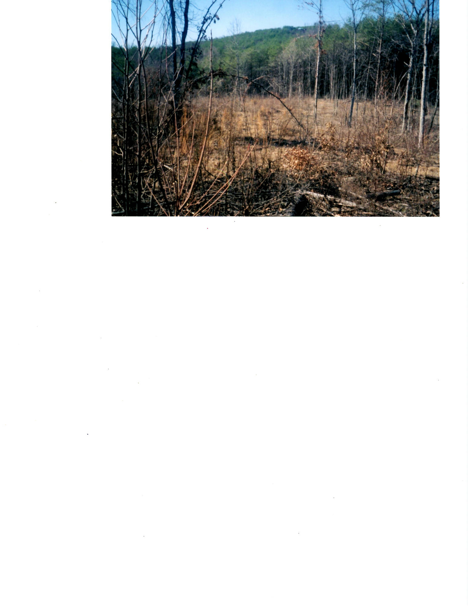 Bivens Road Tellico Plains, TN 37385 - Photo 4 of 5 Typical view