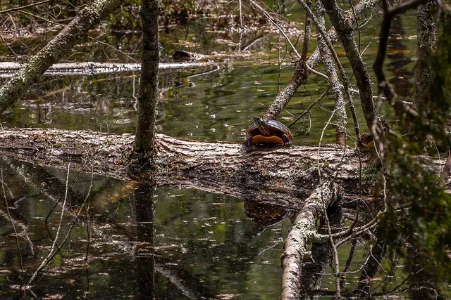 $499,000 | 3361 County Road, Windsor, VT 05089