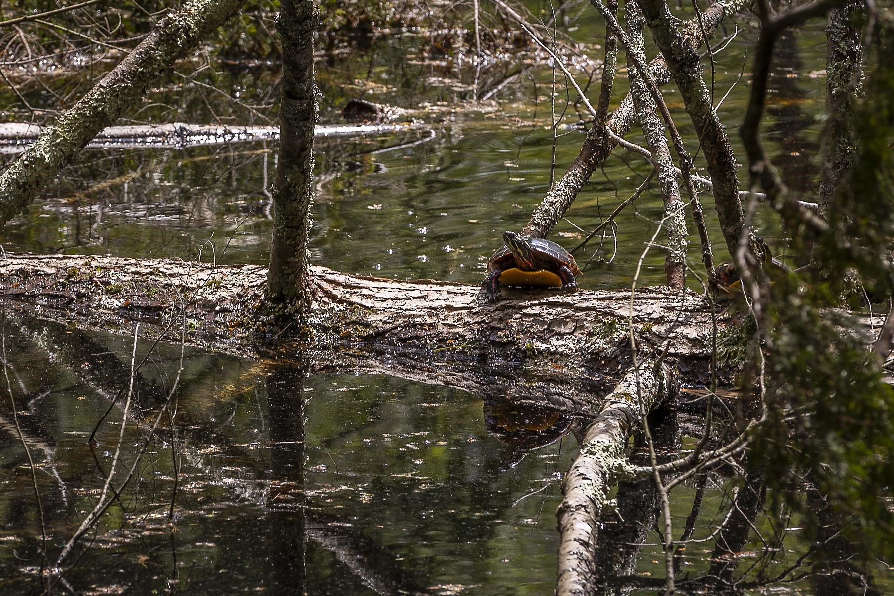 3361 County Road Windsor, VT 05089 - Photo 25 of 39