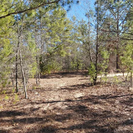 a view of dirt yard with a large tree