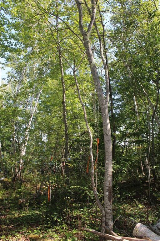 27-01a Newbury Neck Road Surry, ME 04684 - Photo 16 of 19 Soil Test done in spring of 2016 ~...