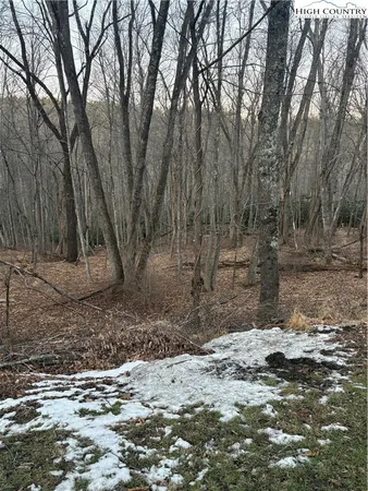 a view of a backyard with large trees