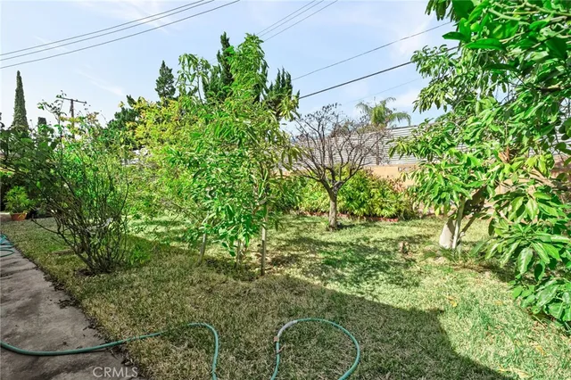 a plant that is in a garden