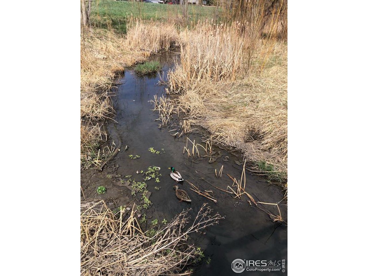 1717 West Drake Road, Unit 5B Fort Collins, CO 80526 - Photo 23 of 34 Springtime on Spring Creek