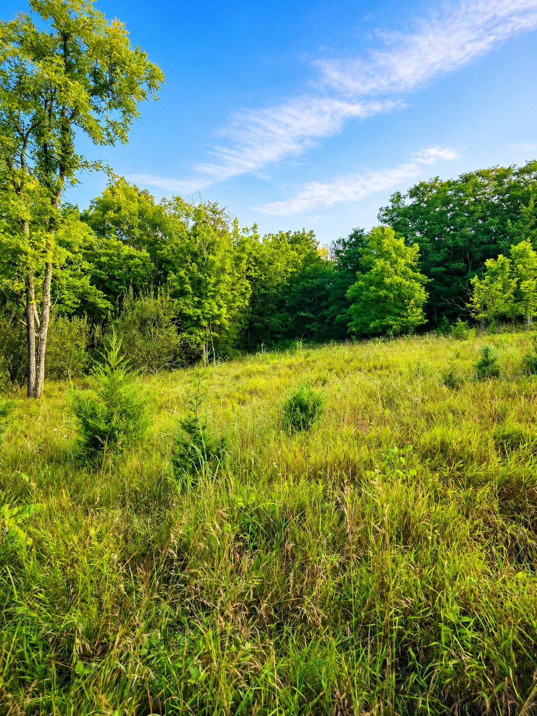 0 Bursot Road Vevay, IN 47043 - Photo 3 of 10 Gallery Image 3