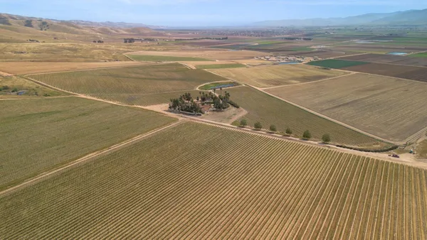 a couple of palm trees sitting in a backyard of a house