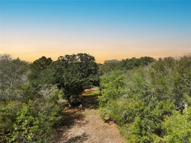 a view of a forest with a tree in the background