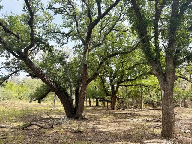 a view of a backyard with large trees