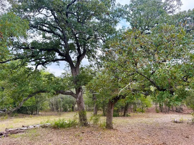 a view of a forest with trees