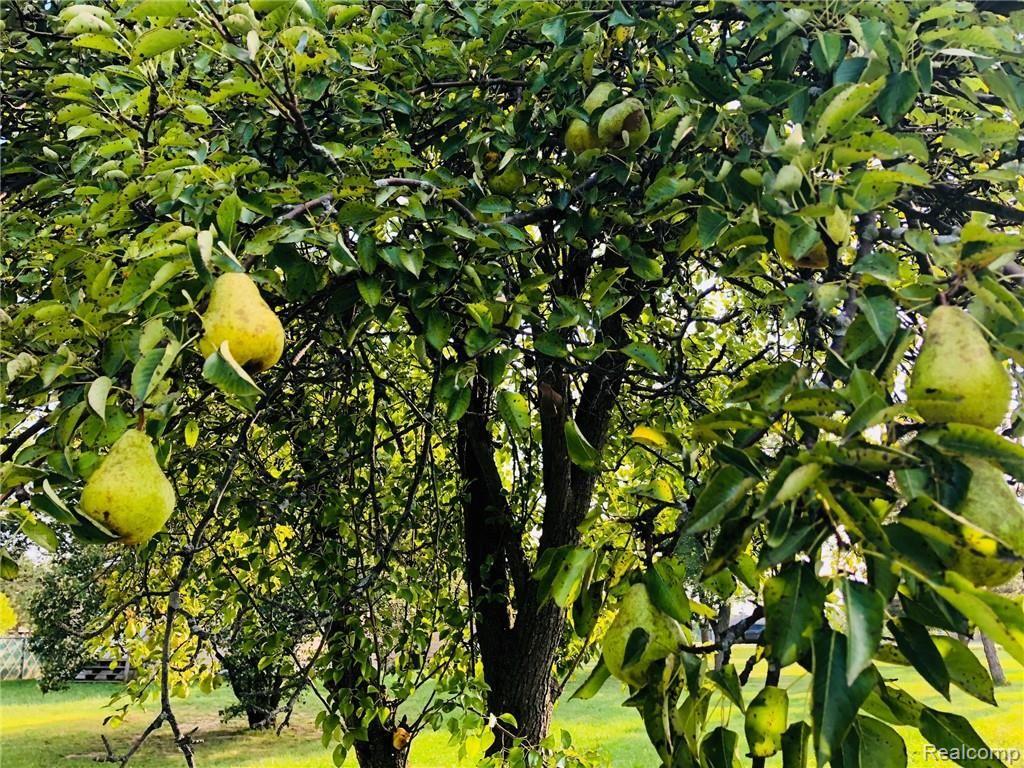 2743 Nadeau Road Monroe, MI 48162 - Photo 20 of 21 n pear tree.jpg