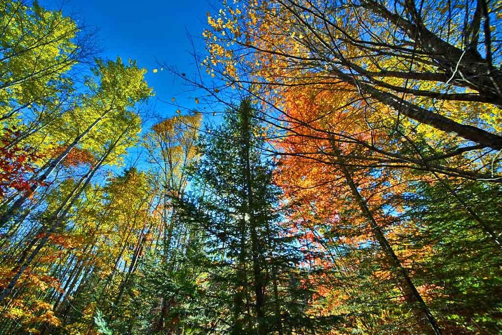 2053 Forest City Road Brookton, ME 04413 - Photo 10 of 63 fall-in-me-backyard