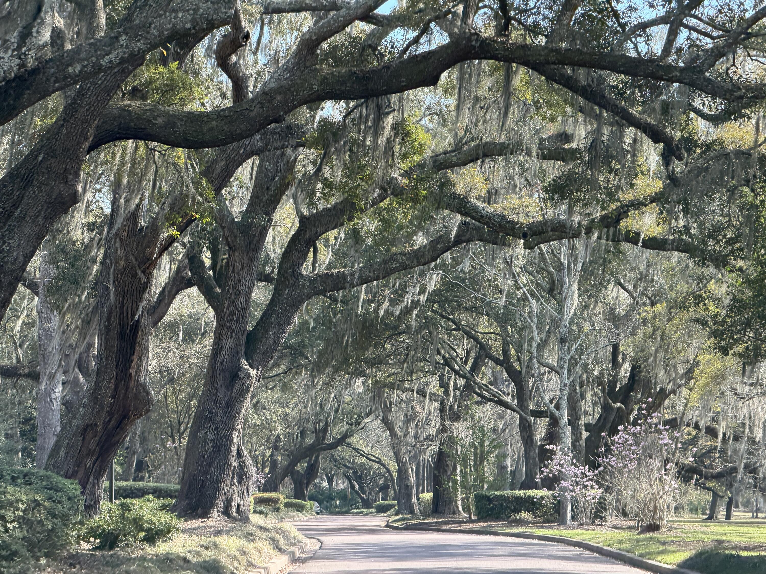 1128 Windsome Place Mount Pleasant, SC 29464 - Photo 51 of 51 IMG_0581