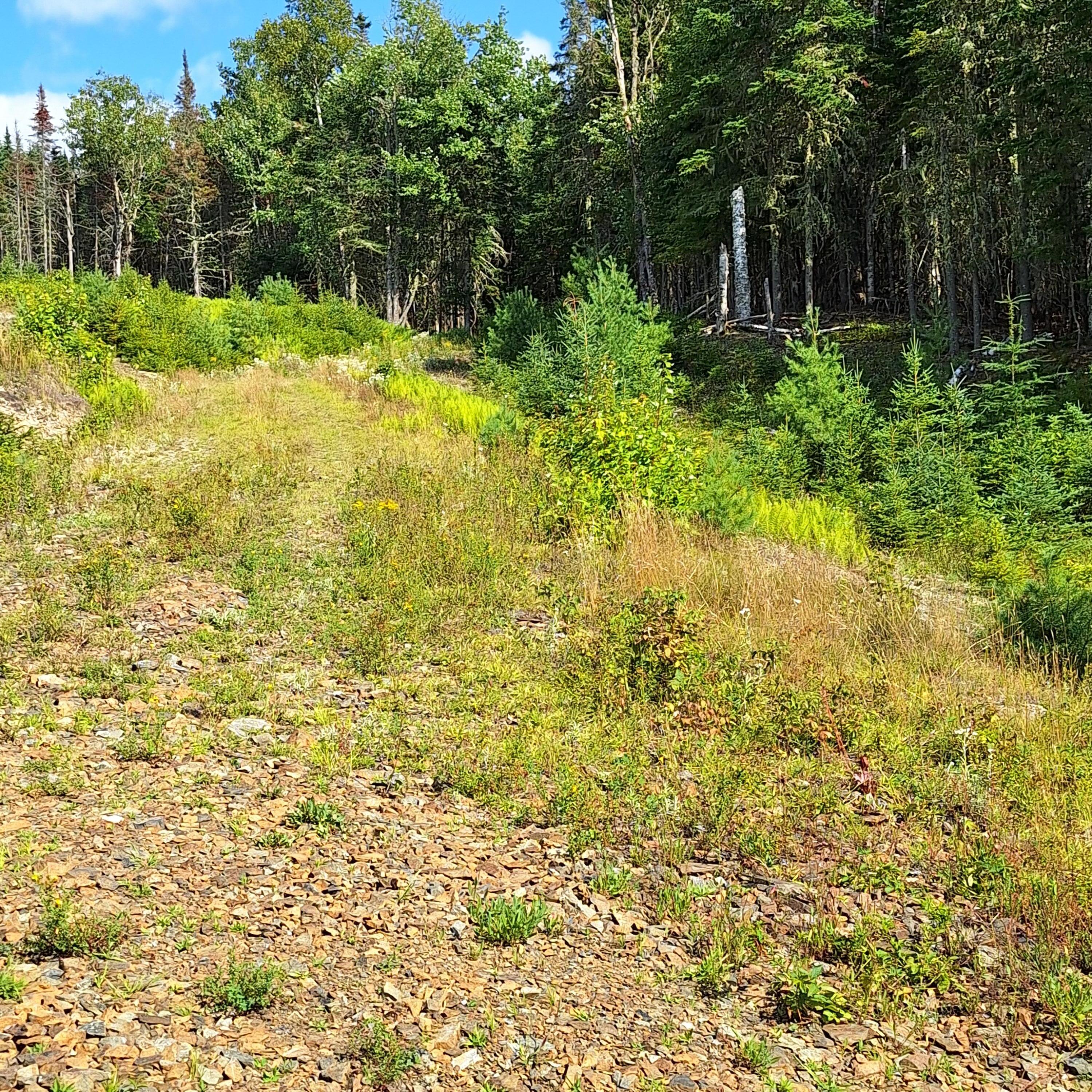Lot #9 Wheeler Road, Unit 9 Rangeley, ME 04970 - Photo 6 of 10 Driveway
