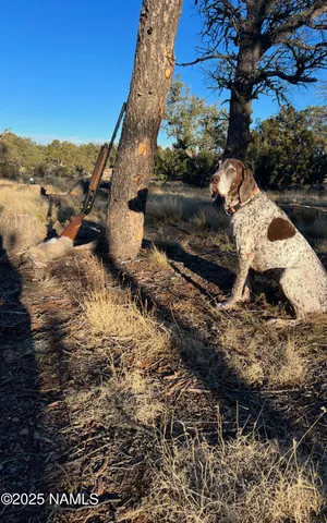 a view of a yard with wooden fence