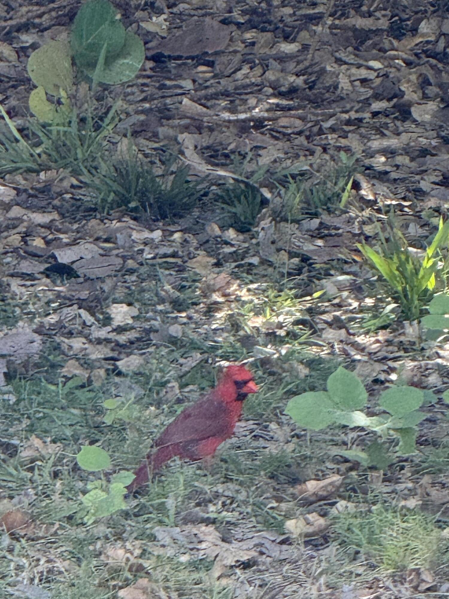 27960 Porgie Path Summerland Key, FL 33042 - Photo 30 of 30 a view of a yard