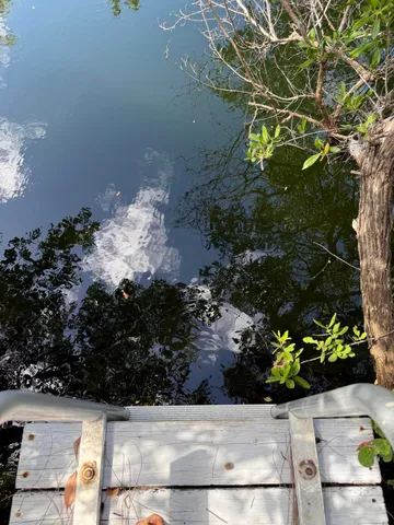 a view of a tree with a yard