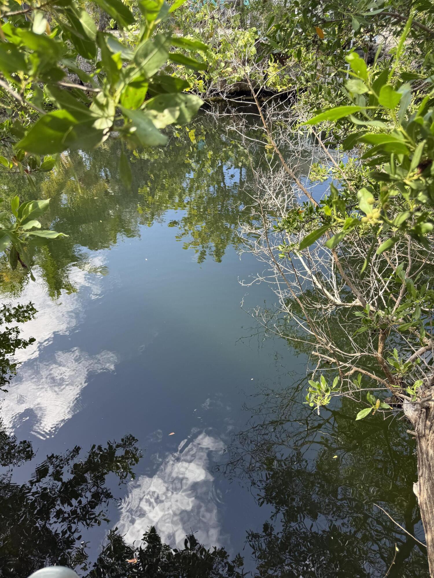 27960 Porgie Path Summerland Key, FL 33042 - Photo 5 of 30 a view of a tree with a yard