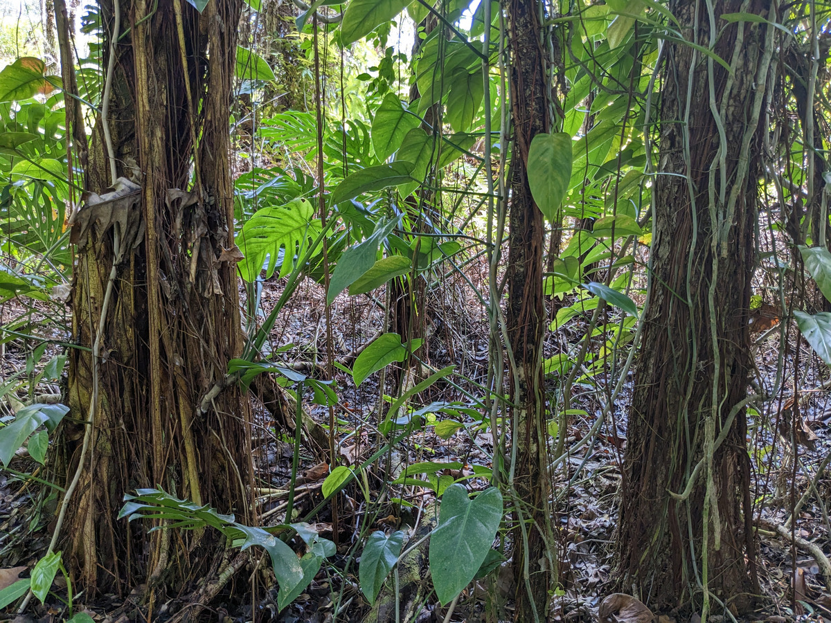 785 Pahoa Road Pahoa, HI 96778 - Photo 11 of 20 a plant in a garden