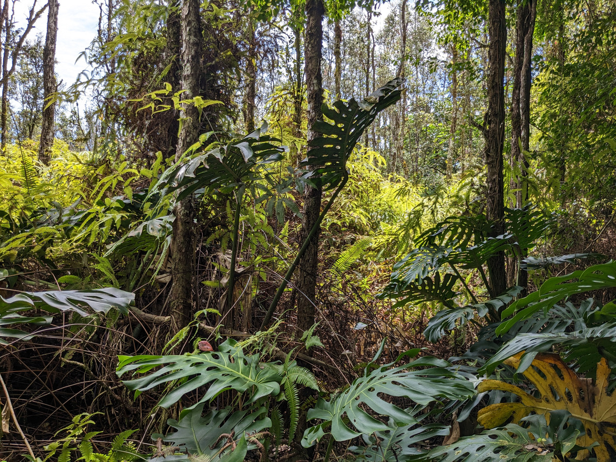 785 Pahoa Road Pahoa, HI 96778 - Photo 12 of 20 a view of tree
