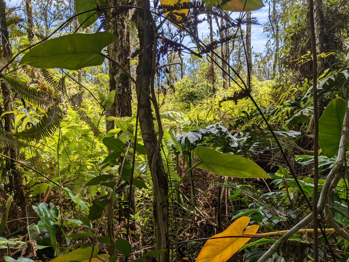 785 Pahoa Road Pahoa, HI 96778 - Photo 13 of 20 a view of a yard