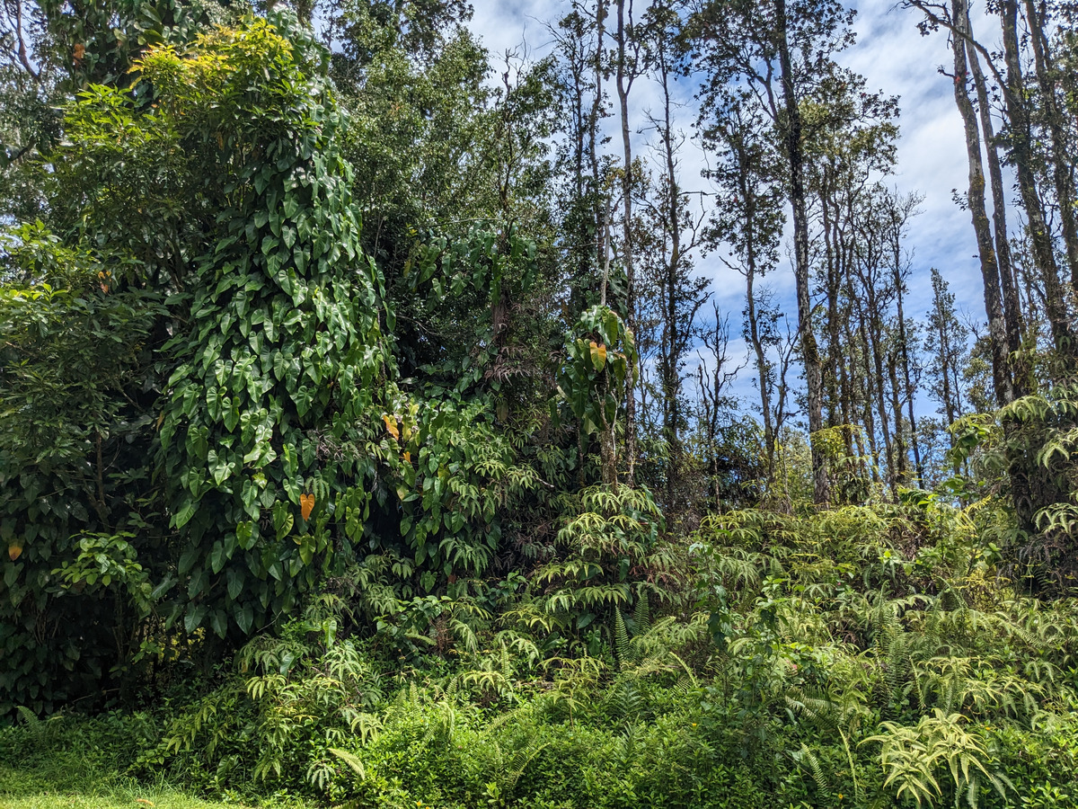 785 Pahoa Road Pahoa, HI 96778 - Photo 14 of 20 a view of a lush green forest