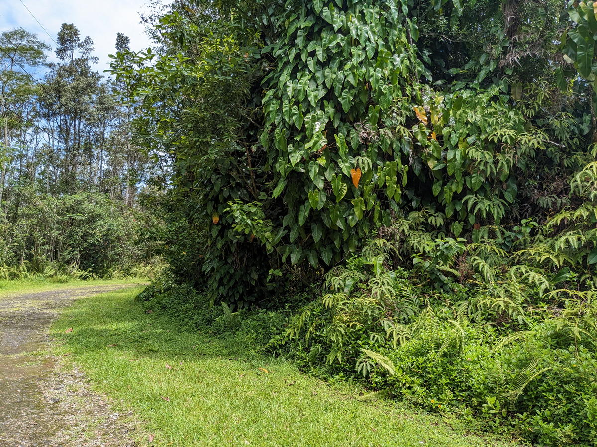 785 Pahoa Road Pahoa, HI 96778 - Photo 15 of 20 a view of a yard with plants and a small tree