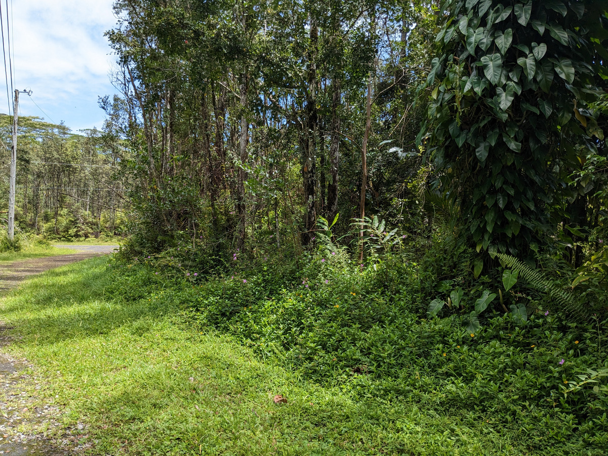 785 Pahoa Road Pahoa, HI 96778 - Photo 3 of 20 a view of a big yard with plants and large trees