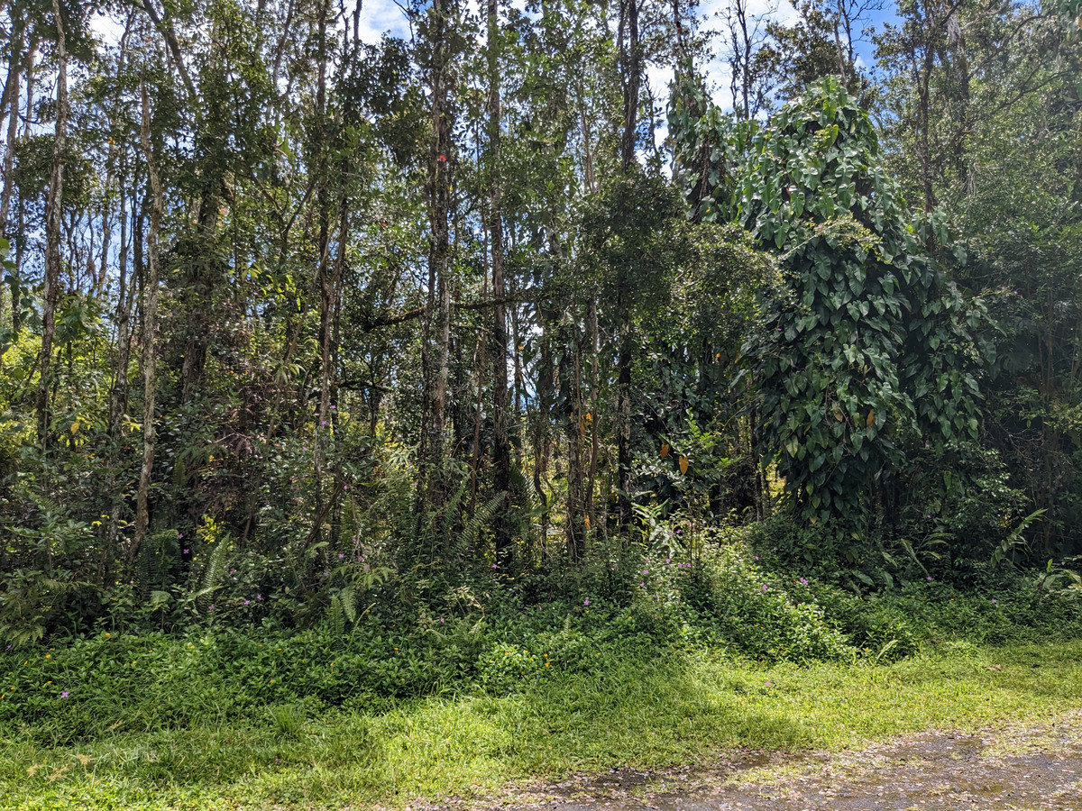 785 Pahoa Road Pahoa, HI 96778 - Photo 4 of 20 a view of a yard with a tree