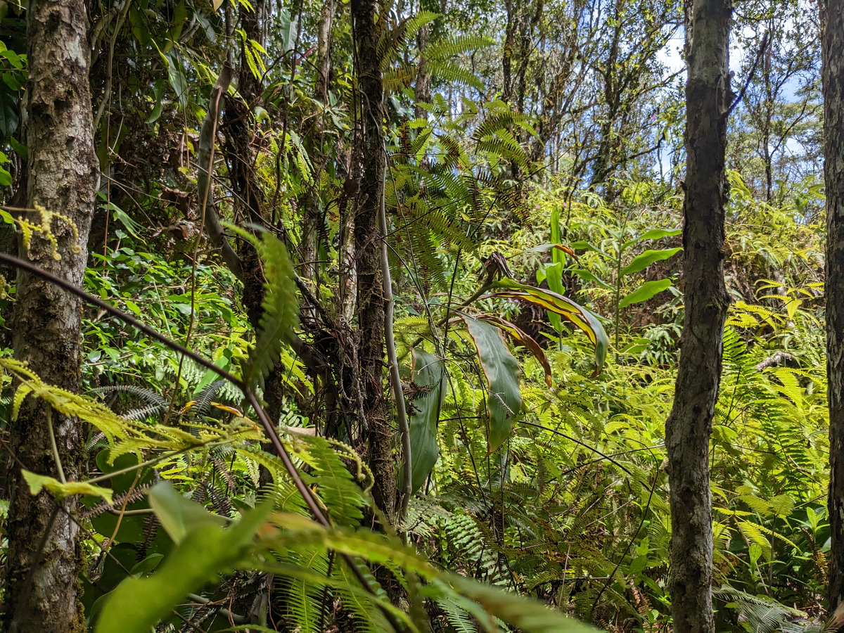 785 Pahoa Road Pahoa, HI 96778 - Photo 6 of 20 a view of a tree