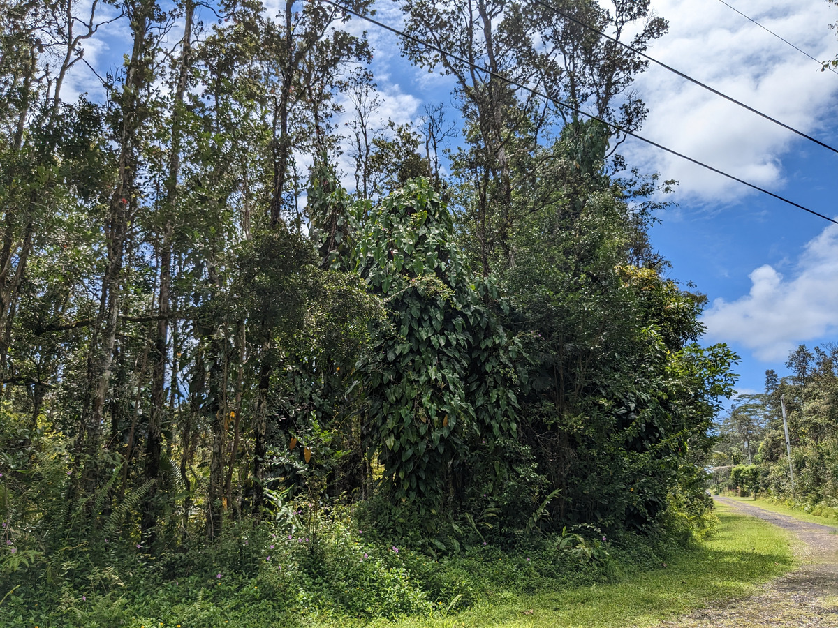 785 Pahoa Road Pahoa, HI 96778 - Photo 7 of 20 a view of a garden