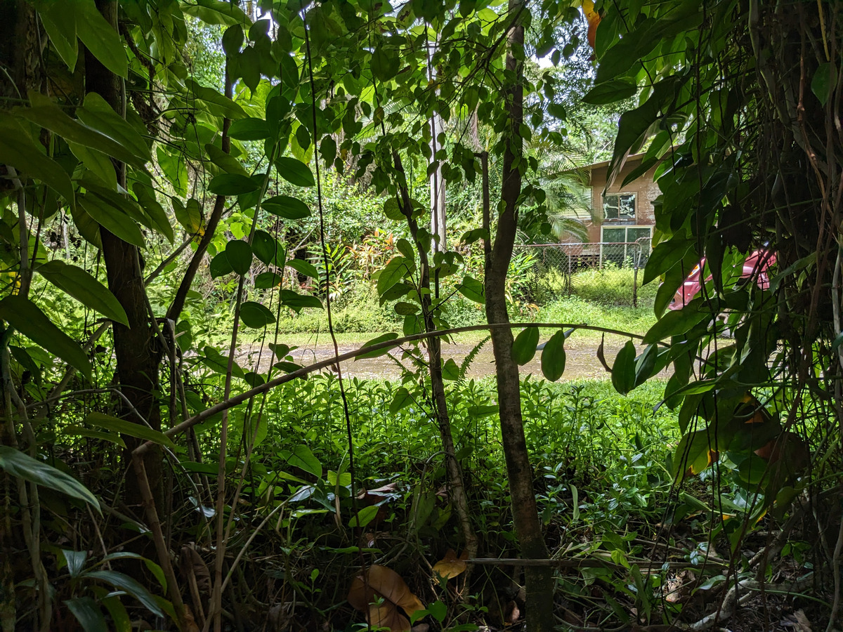785 Pahoa Road Pahoa, HI 96778 - Photo 8 of 20 a backyard of a house with lots of green space