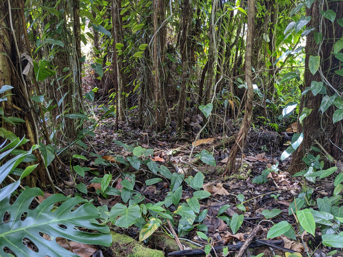 785 Pahoa Road Pahoa, HI 96778 - Photo 9 of 20 a backyard of a house with lots of green space
