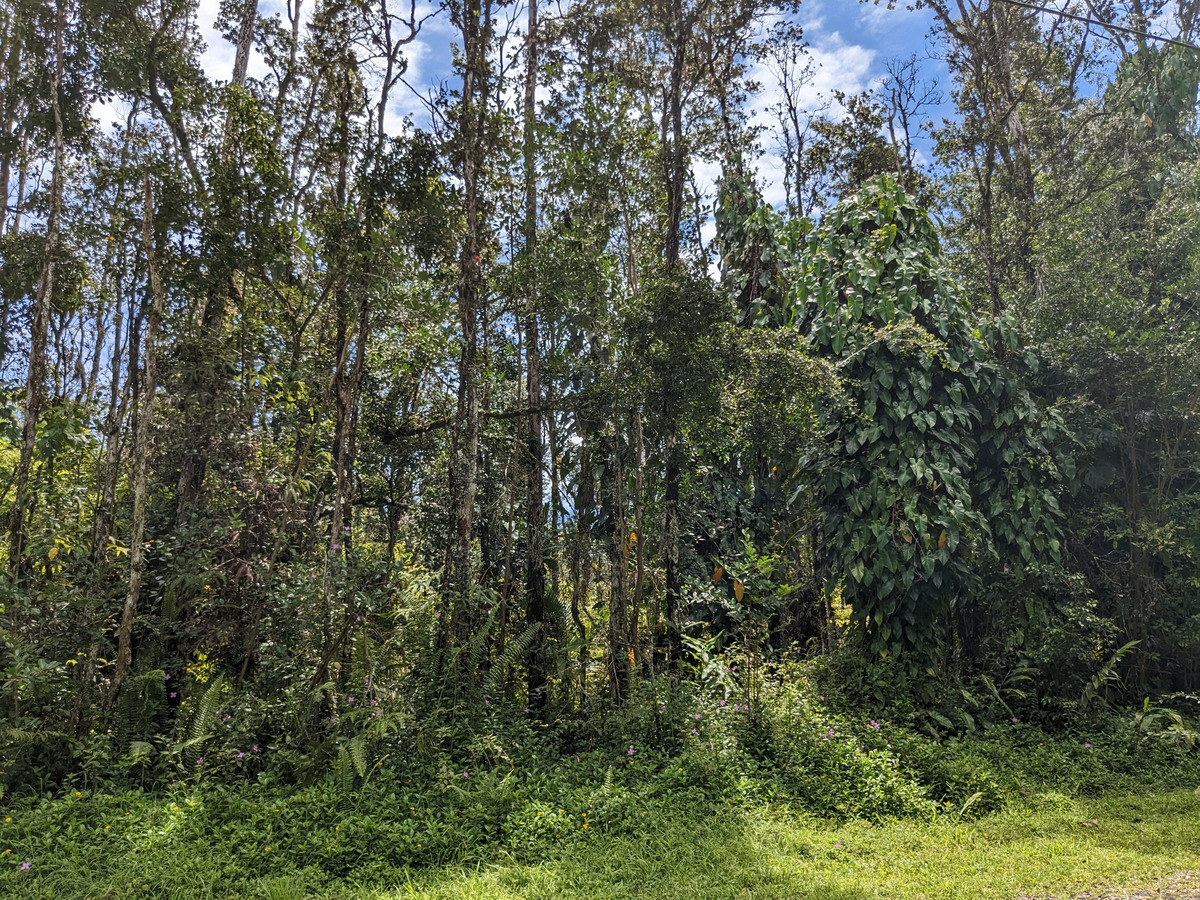 785 Pahoa Road Pahoa, HI 96778 - Photo 10 of 20 a view of a yard with a tree