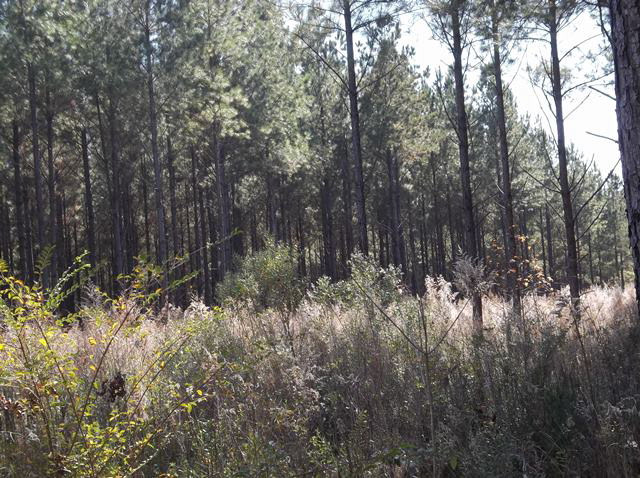 2265 Low Water Bridge Road Utica, MS 39175 - Photo 1 of 1 Main View