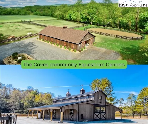 a lush green forest with lots of trees