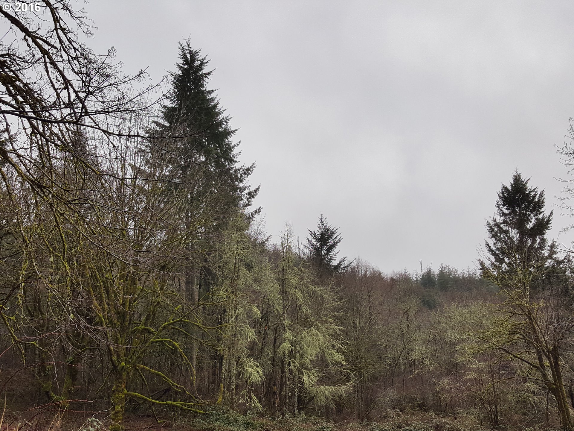 4280 Green Mountain Road Kalama, WA 98625 - Photo 24 of 32 Acreage