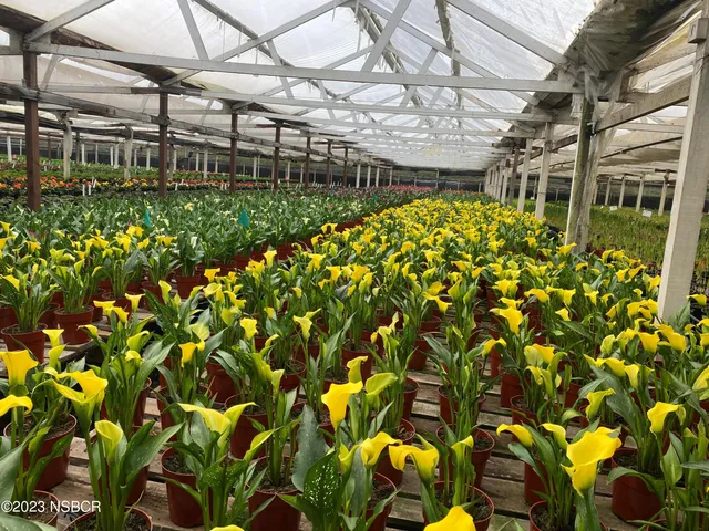 a view of a pathway of a yard