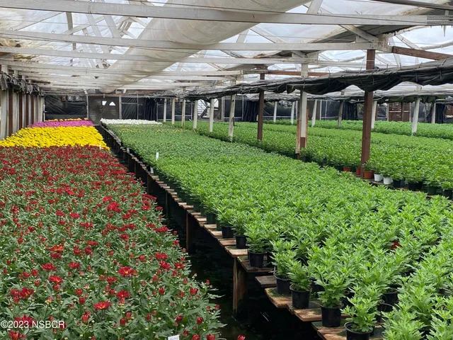 a view of a big yard with potted plants and a large tree