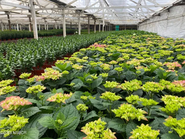 a view of a garden with a tree