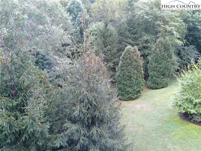 a view of a forest with a tree