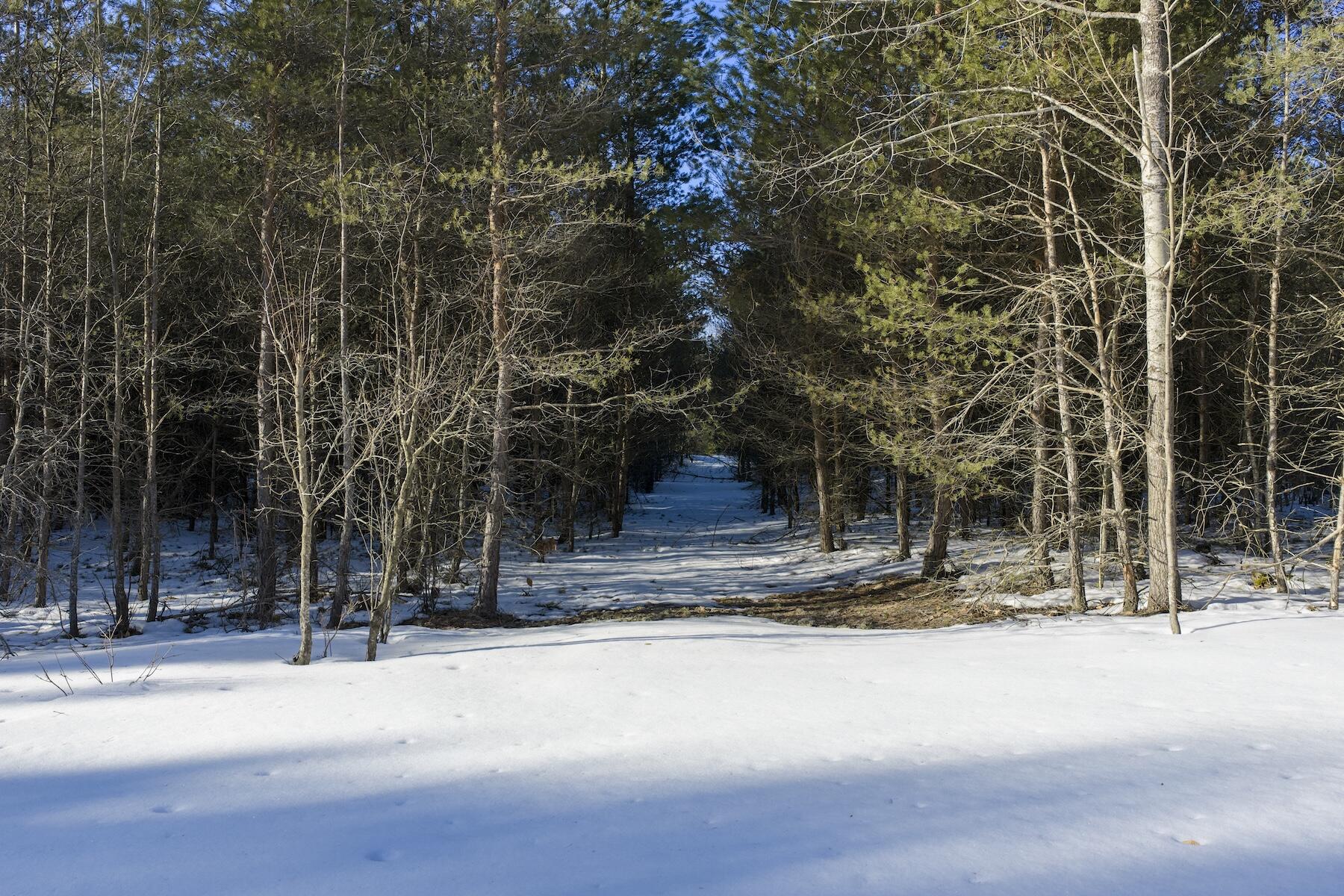 23444 Faylor Road Copemish, MI 49625 - Photo 10 of 13 DJI_20260327180949_0528_D