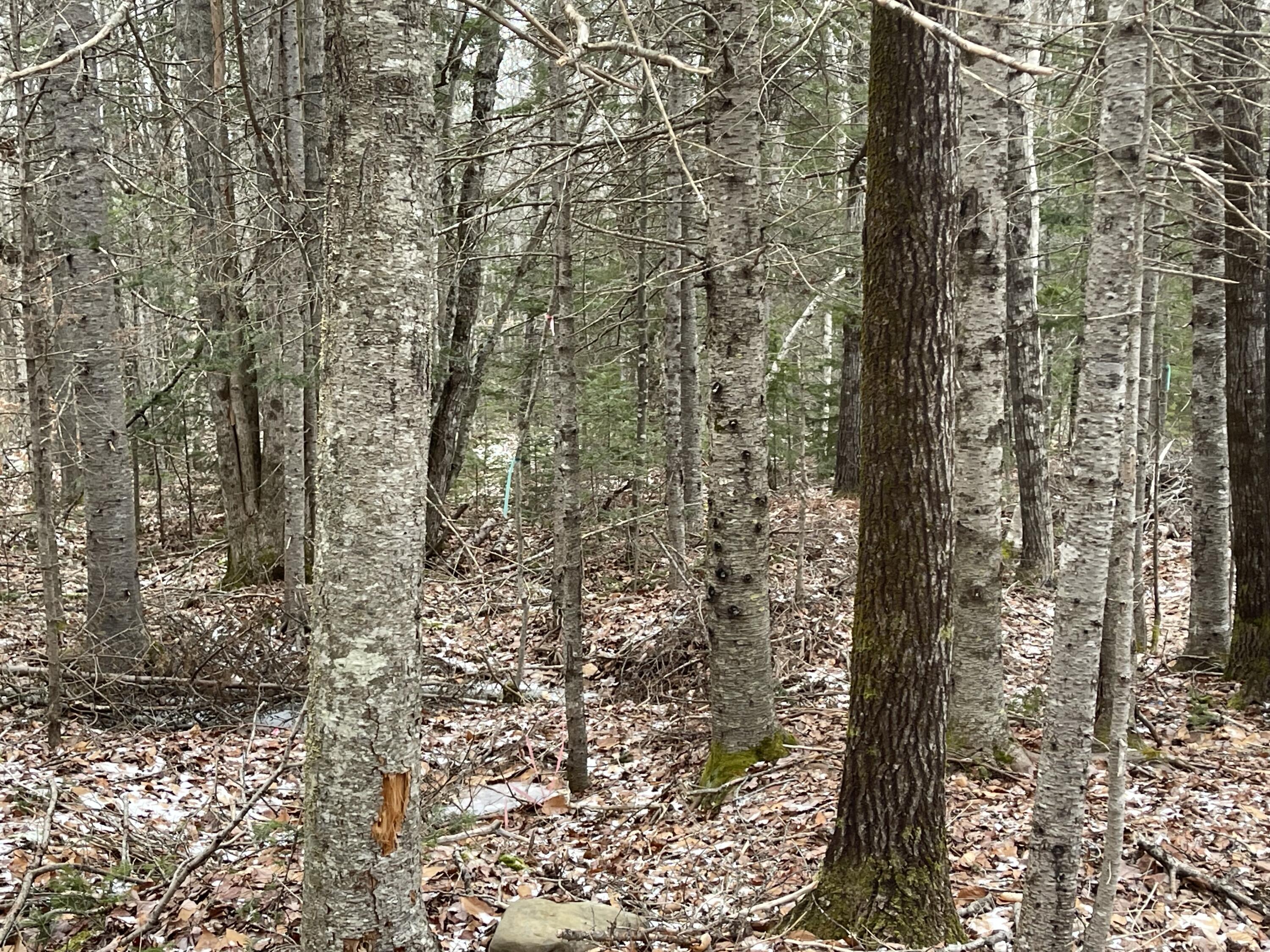 Lot 10-2 Bangor Road Ellsworth, ME 04605 - Photo 27 of 30 IMG_3065